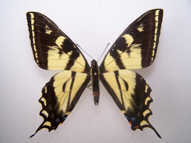 Papilio rutulus Aberrant Dark Canyon, Gunnison County (Internet Image property of respective owner, non-commercial use only)